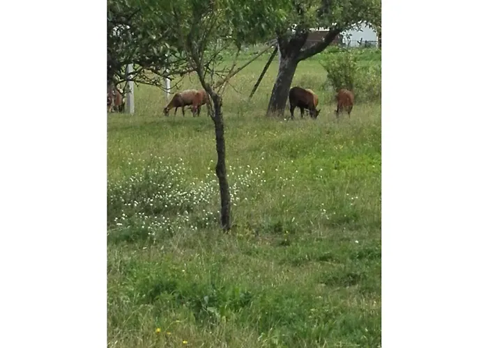 Apartman Appealing In Lübbenau